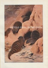 Zebramanguste (Mungos mungo)