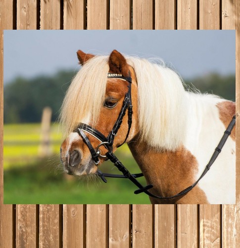 Busse trense sonny shetty - sonny,,