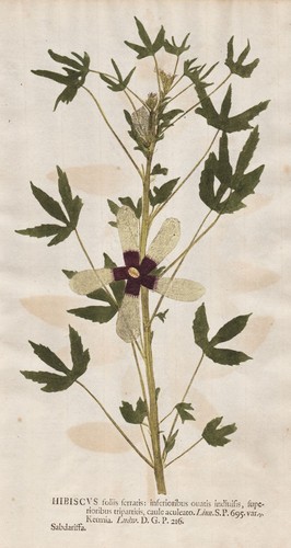 Hibiscus roselle eibisch - hibiscus,