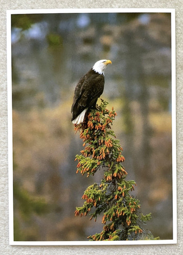 Postkarte amerikanischer - 1, ak