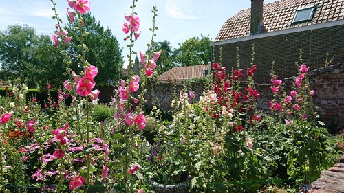 Bauernrosen samen bunt mix - bunt,