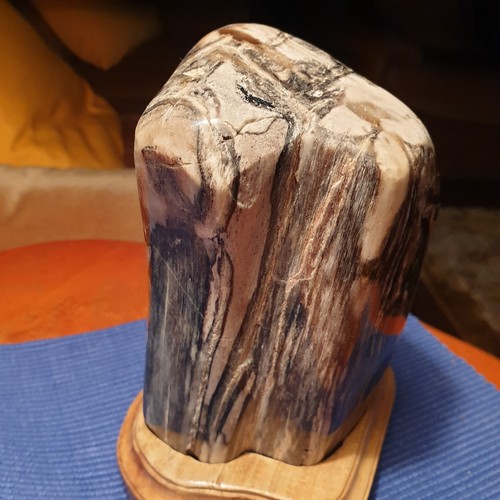 Versteinertes holz mit - versteinertes, sockel