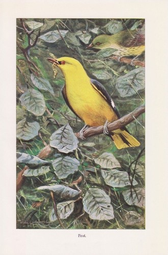 Pirol oriolus - pirol,