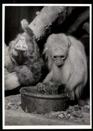 Fotografie bon foto - fotografie, bon-foto