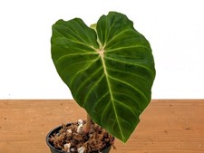 Philodendron Verrucosum Green