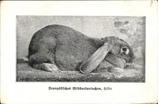 Ak Französisches Widderkaninchen, Häsin, Rassekaninchen - 4536176