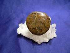 Stromatolith,Scheibenstein,fre