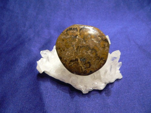 Stromatolith,Scheibenstein,fre