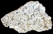 Silur  Geschliffene Platte mit