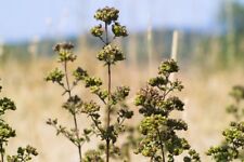 Griechischer Oregano - Pizza Dost min. 30 Samen