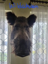 Wildschwein Präparat