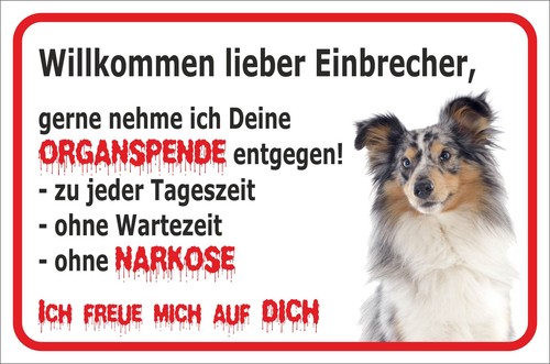 Schild vorsicht sheltie - schild,