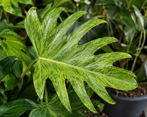 Sale2662 philodendron pluto - sale2662,