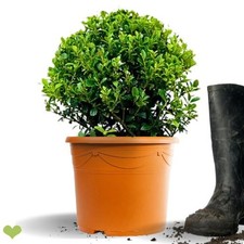 Ilex Max.'Kanehirea' Kugel