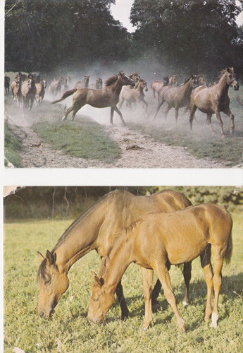Pferd horse araber - pferd, *