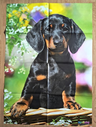 Riesen tierposter schwarzer - ✿riesen-tierposter,
