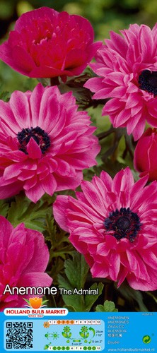 Anemone - (◕‿◕)\@,