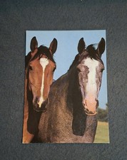 AK Pferdepostkarte, Holsteiner Stuten, Kalender 1986, Horse