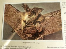 Vintage Aus Wald und Flur Band 1 & 3 Sammelbilder Alben - Beide komplett