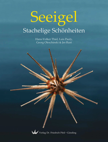 Seeigel stachelige - seeigel, –