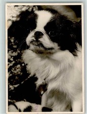 12086801 - Pekinese Foto 1966 AK