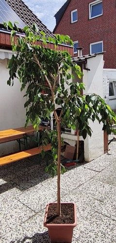 Ficus benjamin pflanze 185 - ficus/benjamin, ca.