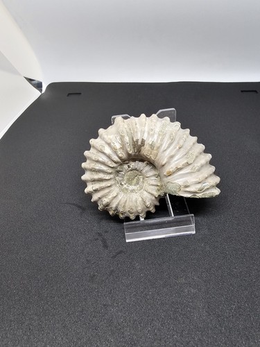 Ammonit,Madagaskar,7x4cm