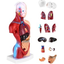 Anatomie Modell 15-teiliges menschliches Organ- und Torso-Set für Medizinstudium