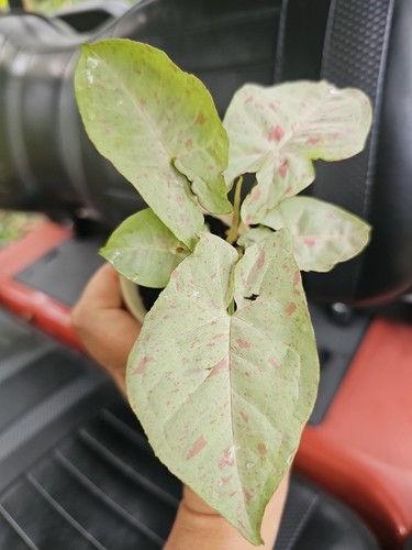Syngonium milk confetti live - syngonium,