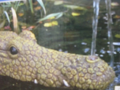Krokodil wasserspeier - krokodil,