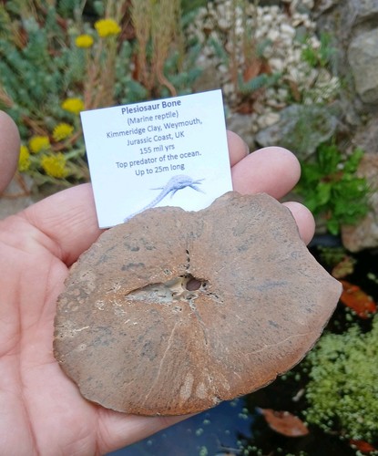 Fossil plesiosaurier knochen - fossil,