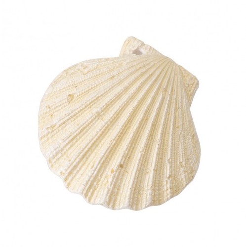 Aqua della scallop shell - scallop, white