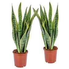 2 Stück Sansevieria Laurentii 50-60 cm  Bogenhanf bessere Raumluft Zimmerpflanze