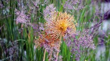winterhart orange-lila  Allium schnellwüchsige exotisch Pflanzen für den Garten