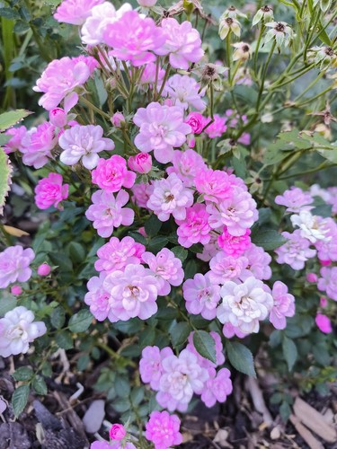 Zwergrose rose buschrose - zwergrose,