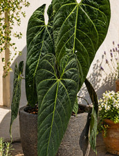 80002868 Anthurium Metallicum