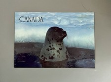 Kanada Postkarte Sattelrobbe