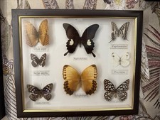 Schmetterlingssammlung /Schmetterlinge im Schaukasten