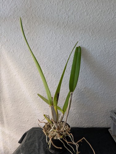 Cattleya purpurata - cattleya,