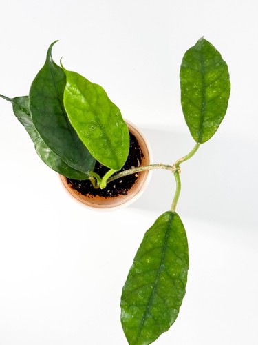 Hoya globulosa long - hoya, (villosa)