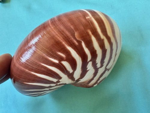 Schöne meeresmuschel nautilus - schöne,