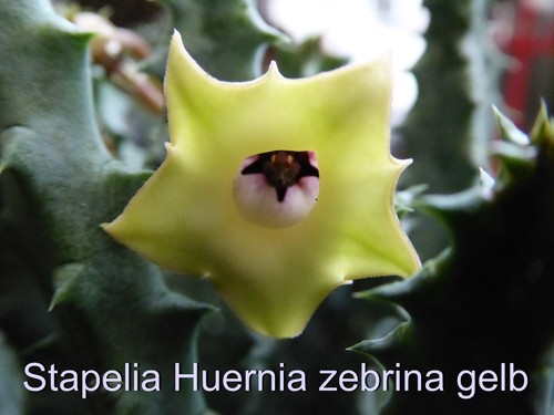 Aasblume stapelia huernia - aasblume,