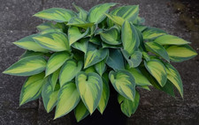 Sale1176 Hosta Plantaginea