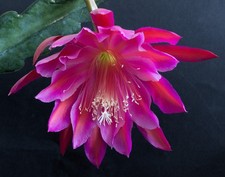 Epiphyllum, Epikaktus
