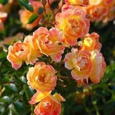 Beetrosen viele Farben/Lieferformen winterhart pflegeleicht