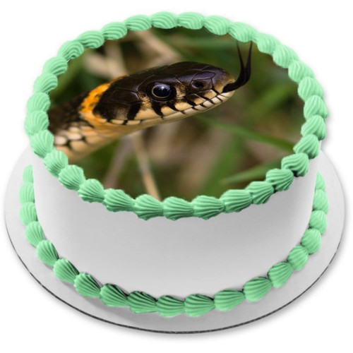 Schlange reptil tortenaufleger - schlange,