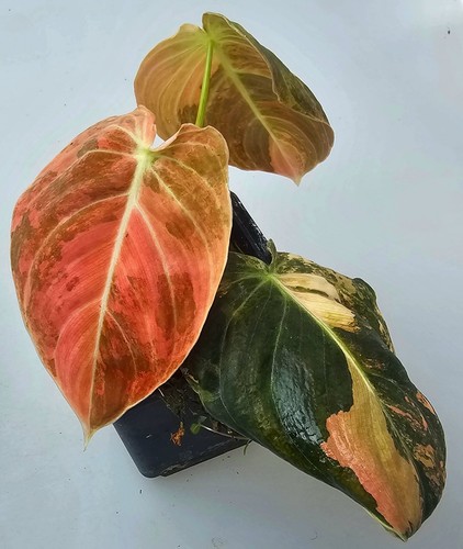 Philodendron melanochrysum - philodendron,
