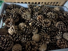 Kiefernzapfen trocken und