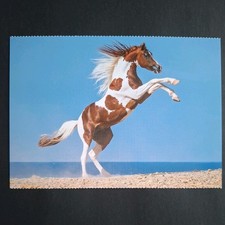 Pferdepostkarte AK Pferd Korsch Pinto-Araber 12/2017