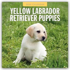 Yellow Labrador Retriever Puppies - Gelbe Labrador Retriever Welpen 2026 -...
